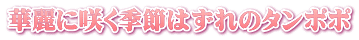 華麗に咲く季節はずれのタンポポ